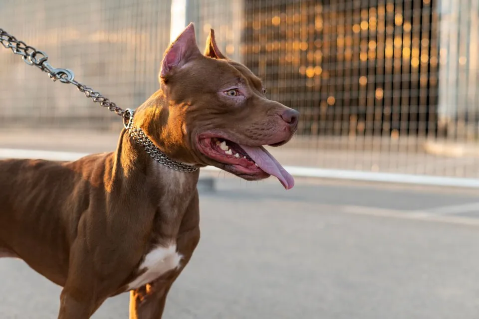 pitbull