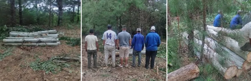 forestal 1