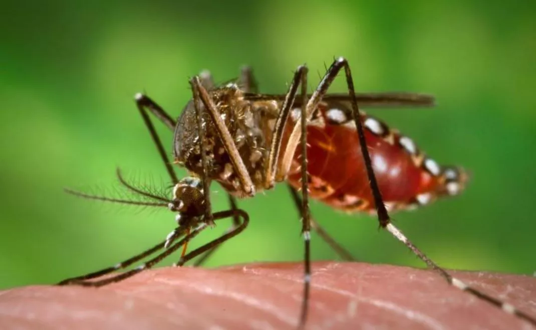 mosquito