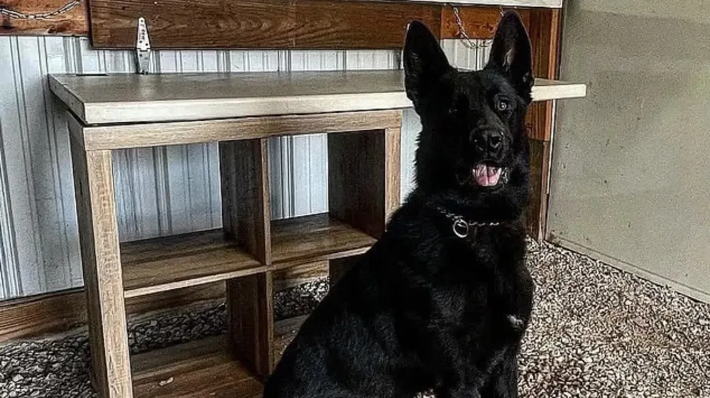draco-el-perro-policia-que-mato-a-la-hija-del-jefe-en-burlington-colorado-foto-oficina-del-sheriff-del-condado-de-cheyenne-4JKNYZKI2ZGQXHXEW5QGK5NKAE