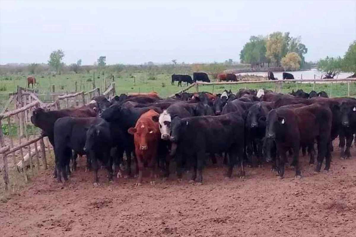 vacas