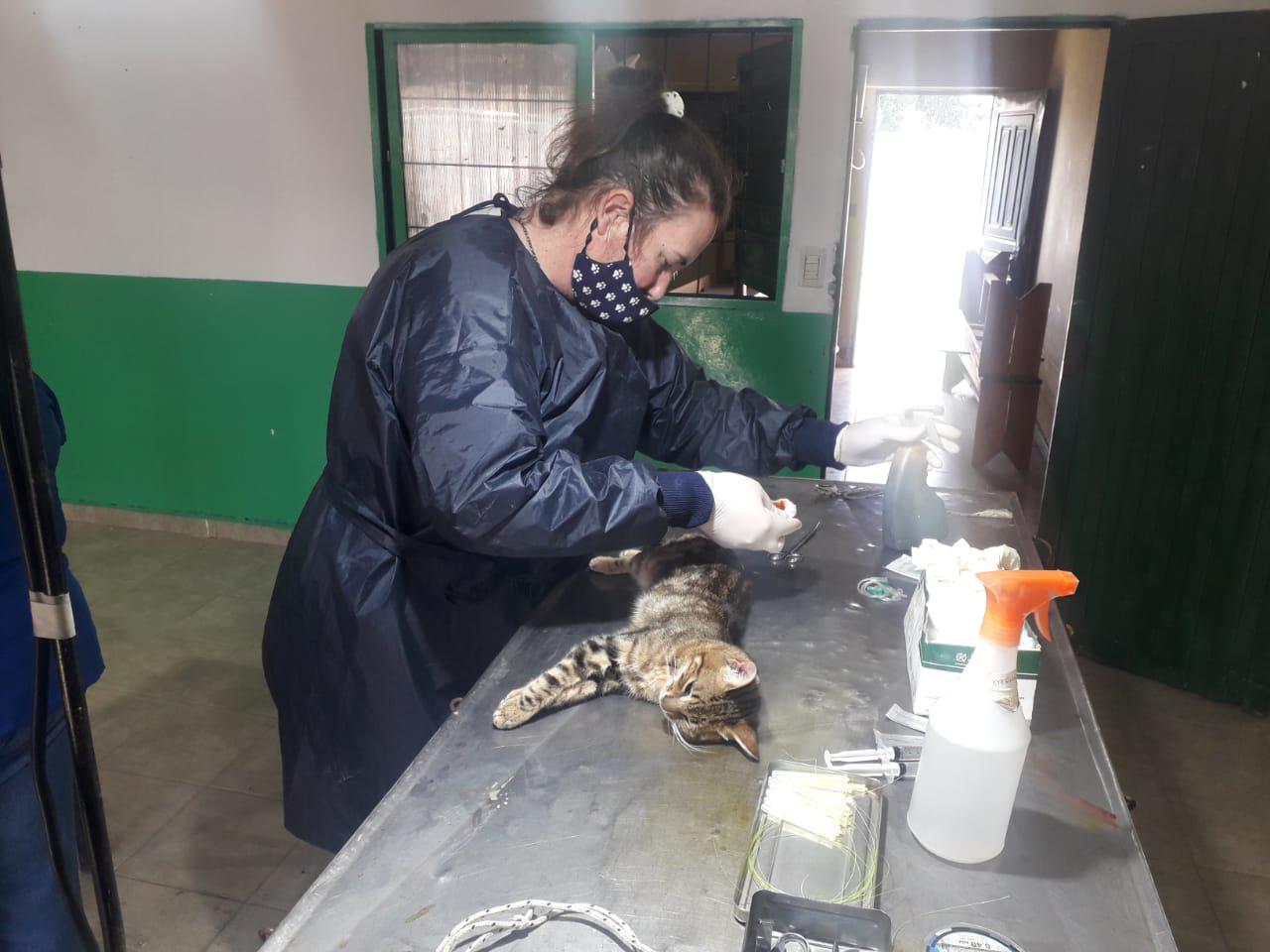 Cronograma de castraciones 01