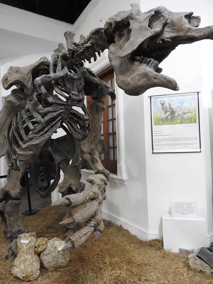 MUSEO