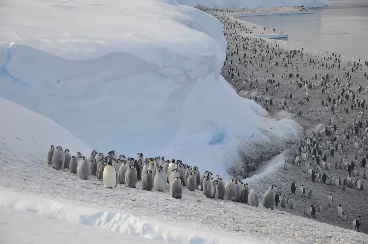 pingüino 1