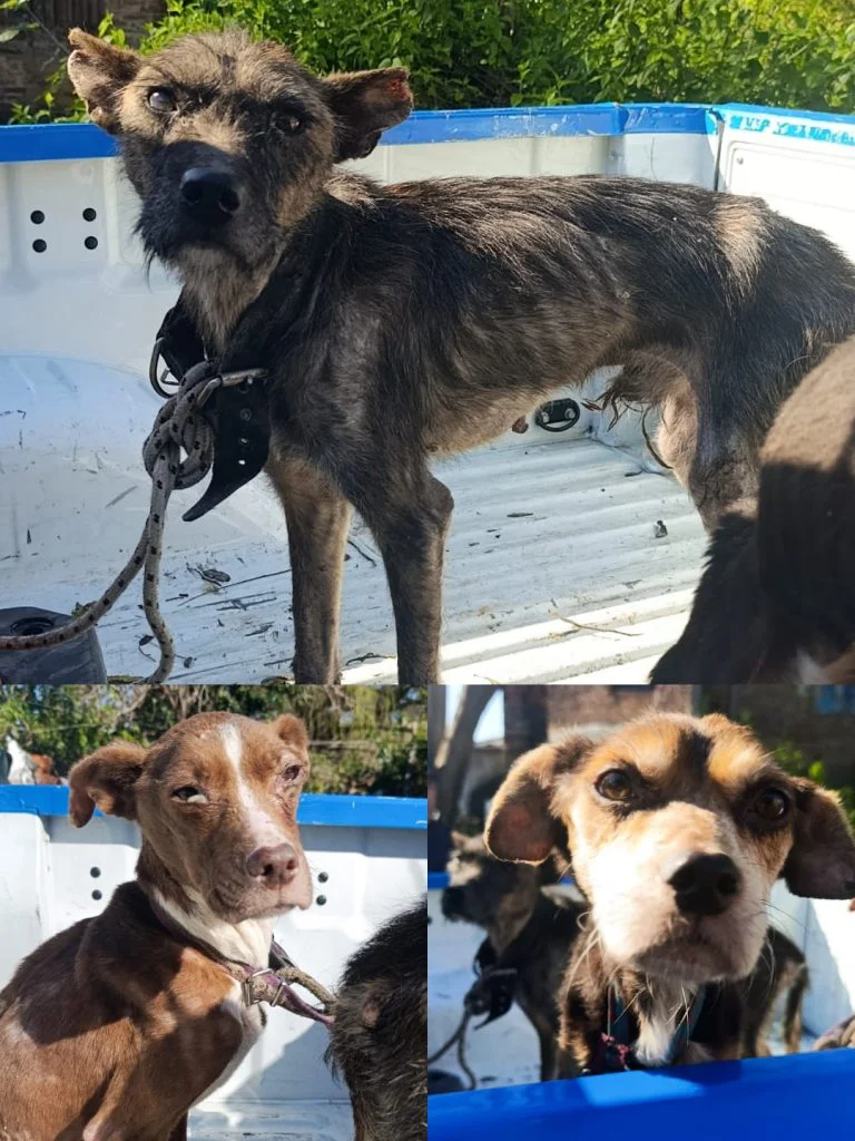 perros5-768x1024
