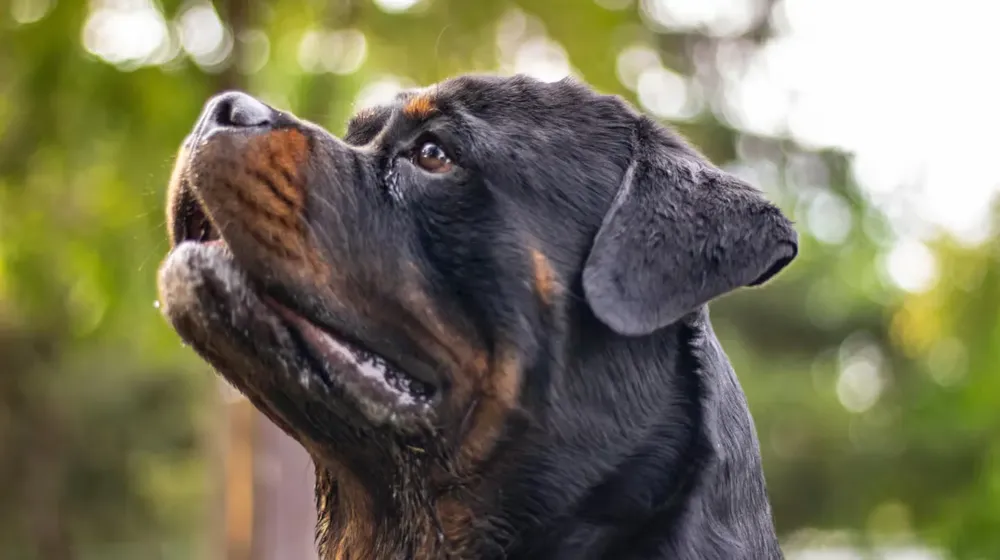 un-rottweiler-mato-a-un-nene-de-9-anos-en-francia-foto-ilustrativapexels-SWIOIGFX4FDQXJQMTFHXVOJR2I