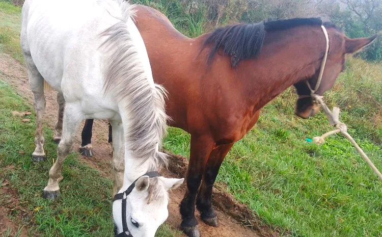 multimedia.normal.abda1ebc3e486016.RXF1aW5vc19ub3JtYWwud2VicA==