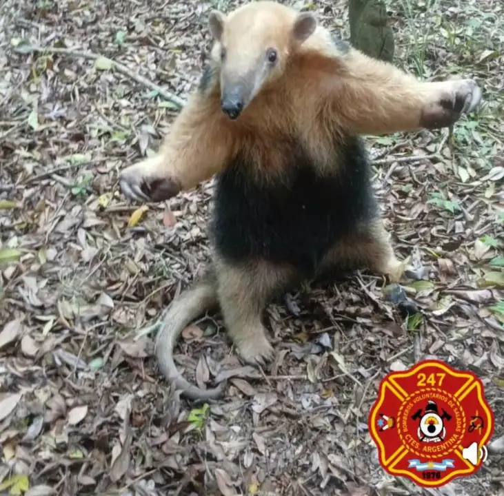 oso