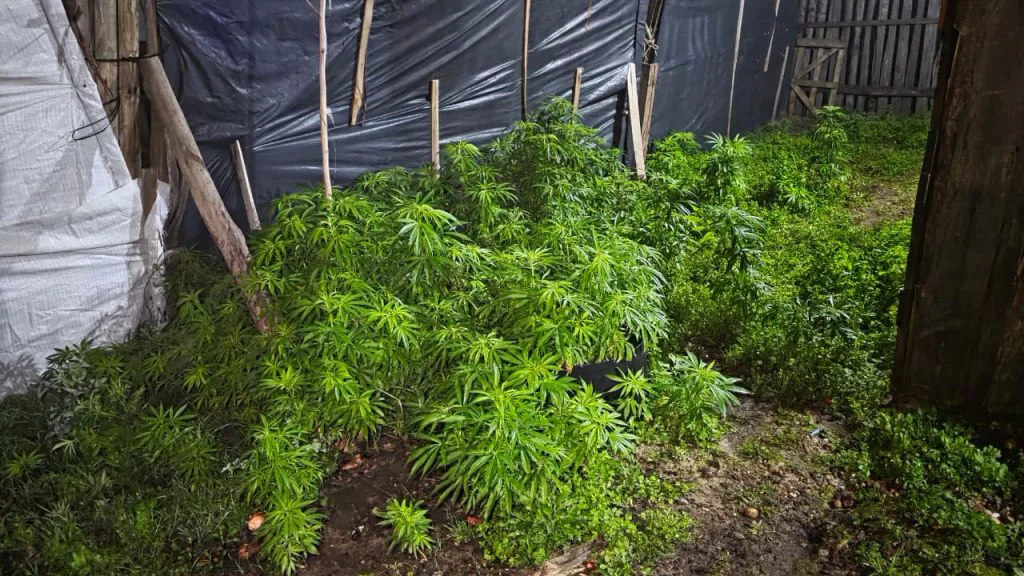 plantacion