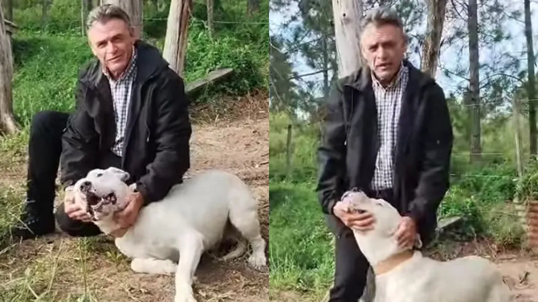 wilson-perro-dogo-concordia-basavilbaso