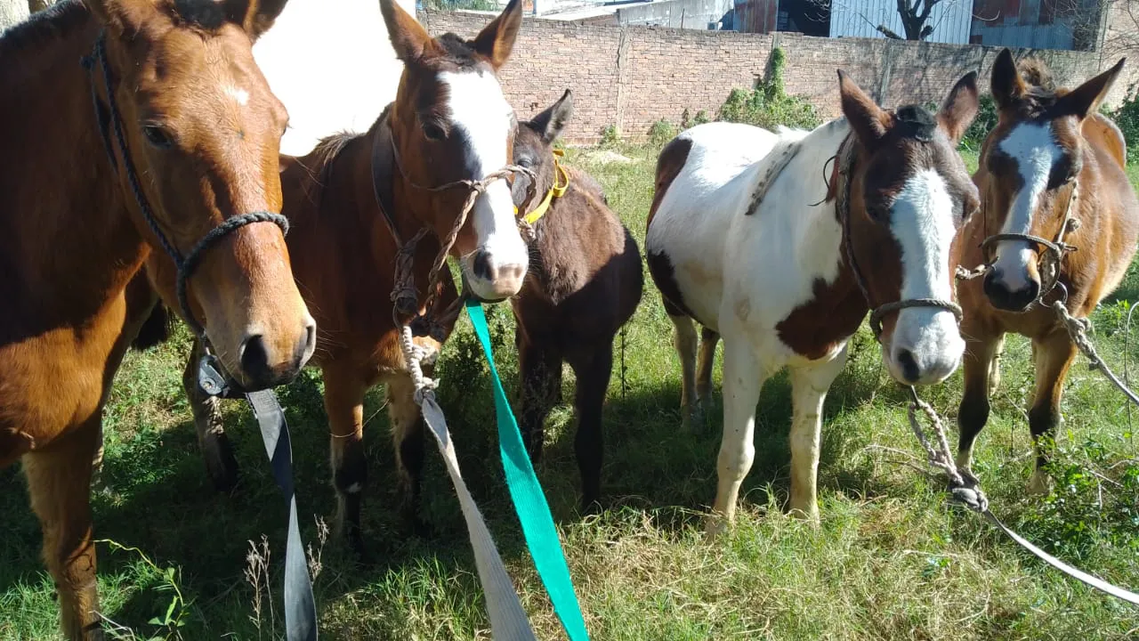 Equinos