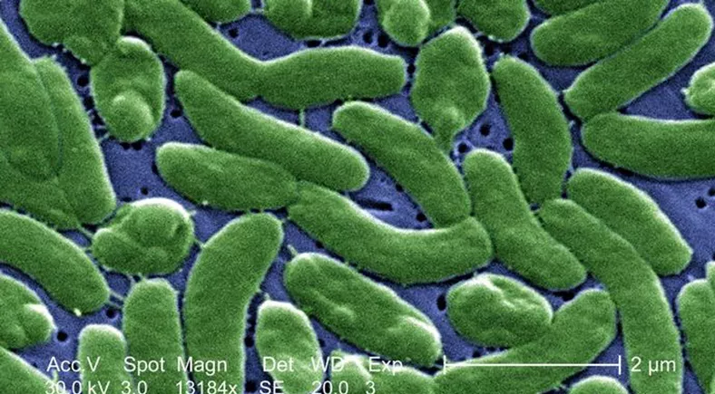 Bacteria