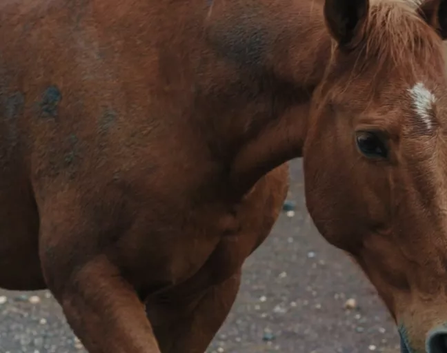 Caballo