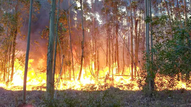Incendios forestales - DIARIO EL SOL