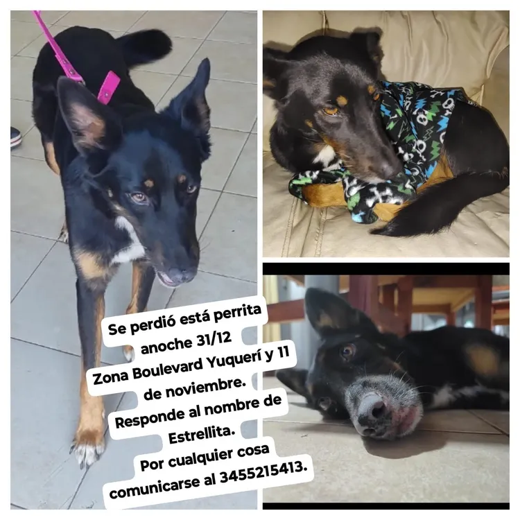 perrita