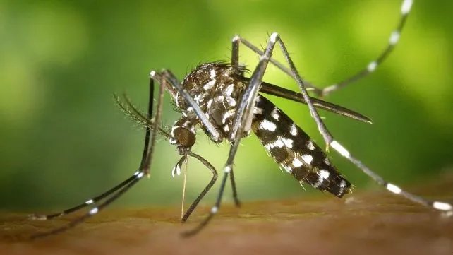 virus-dengue-mosquito-aedes-aegypti-rios-fallecimientosjpg