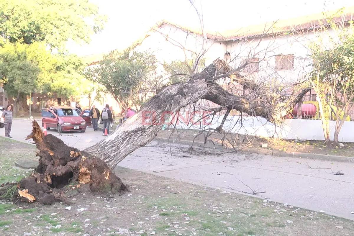 arbol