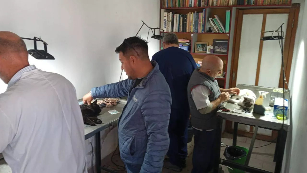 Castraciones Veterinaria Municipal (1)