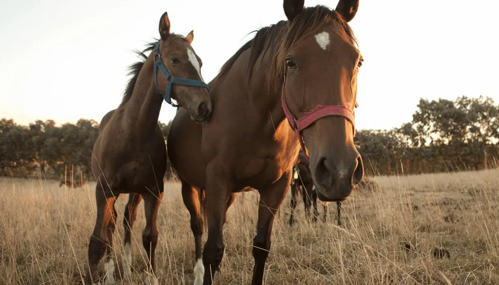 caballo 1