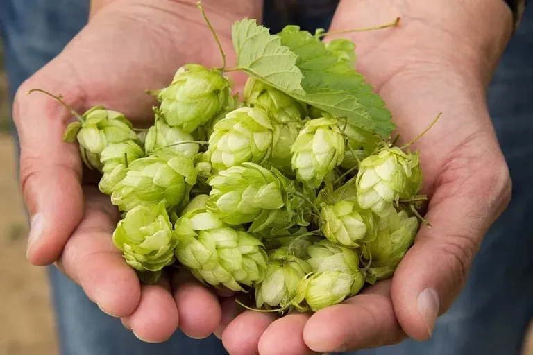 planta cerveza