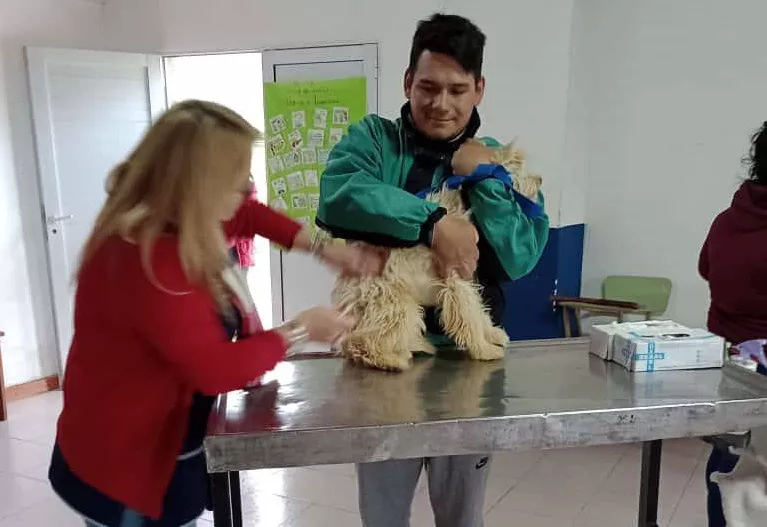 Veterinaria