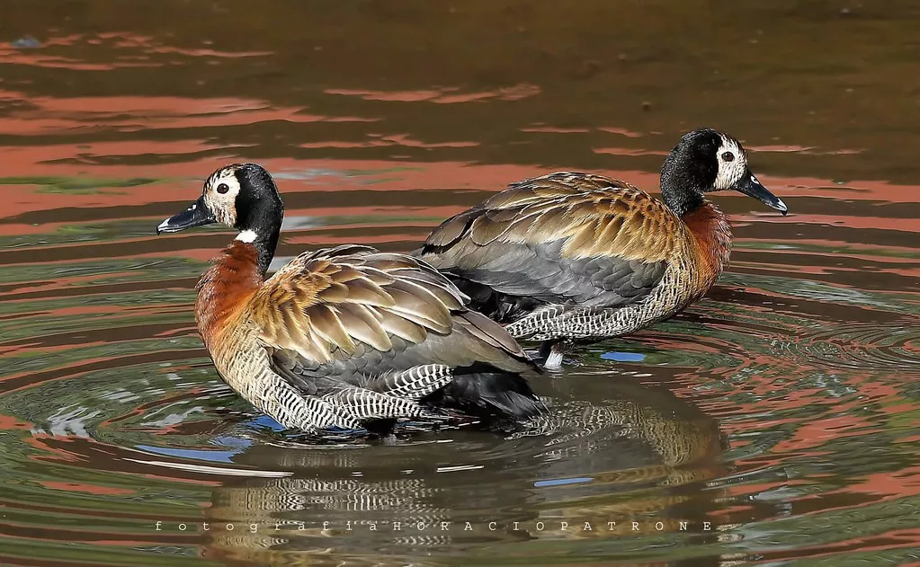Caza de fauna autóctona