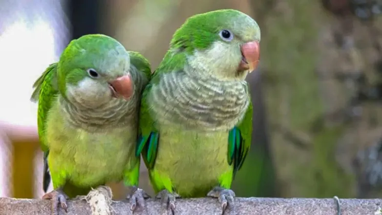 loros 2