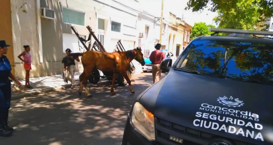 OPERATIVOS - TRACCIÓN A SANGRE - MALTRATO ANIMAL (4)