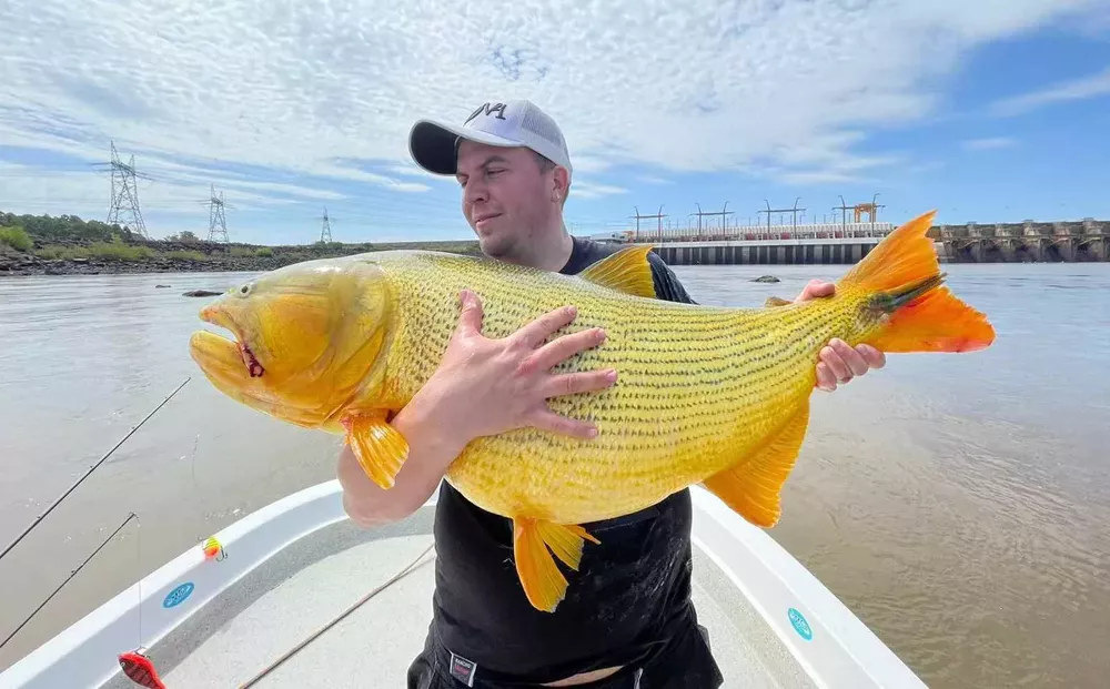 dorado