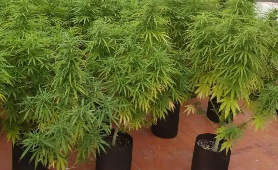 plantas de marihuana, allanamiento
