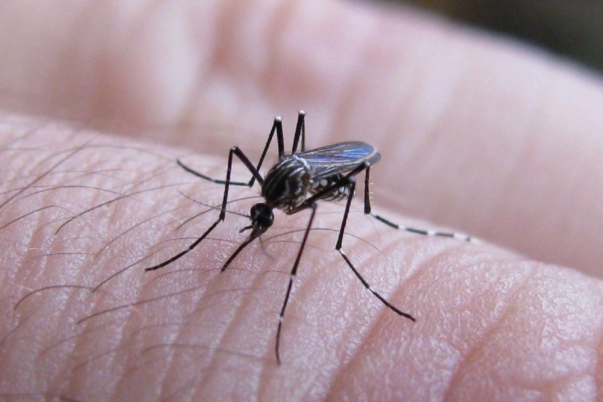 dengue