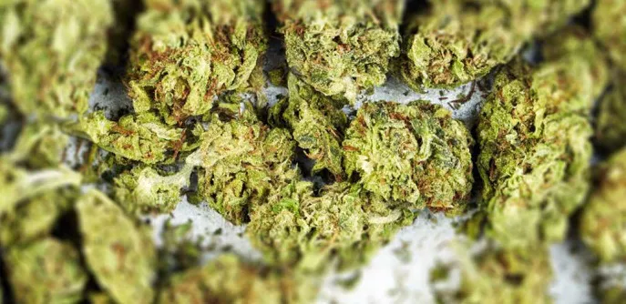 Marihuana_1