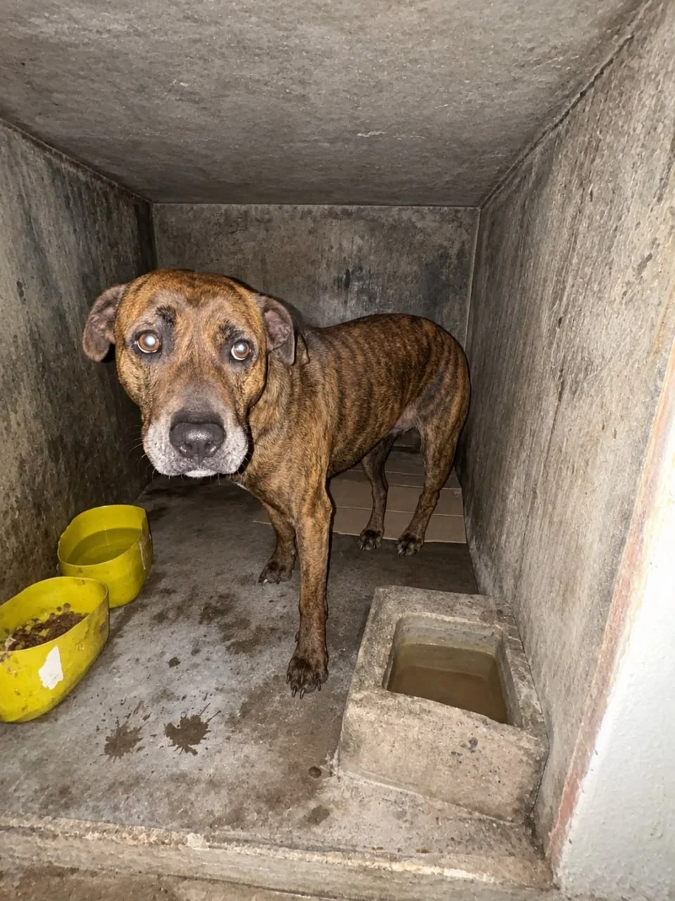 intervencion-maltrato-animal-segundo-perro-resguardo-municipal