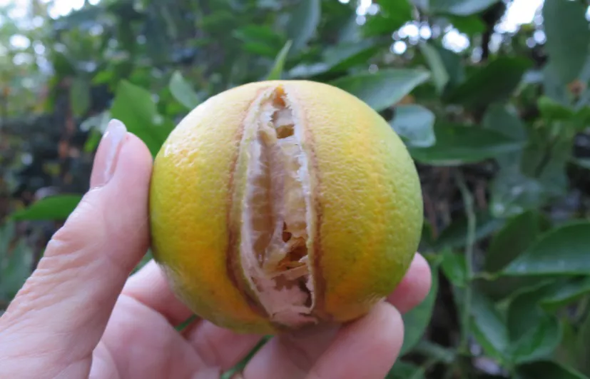 Cítricos_splitting