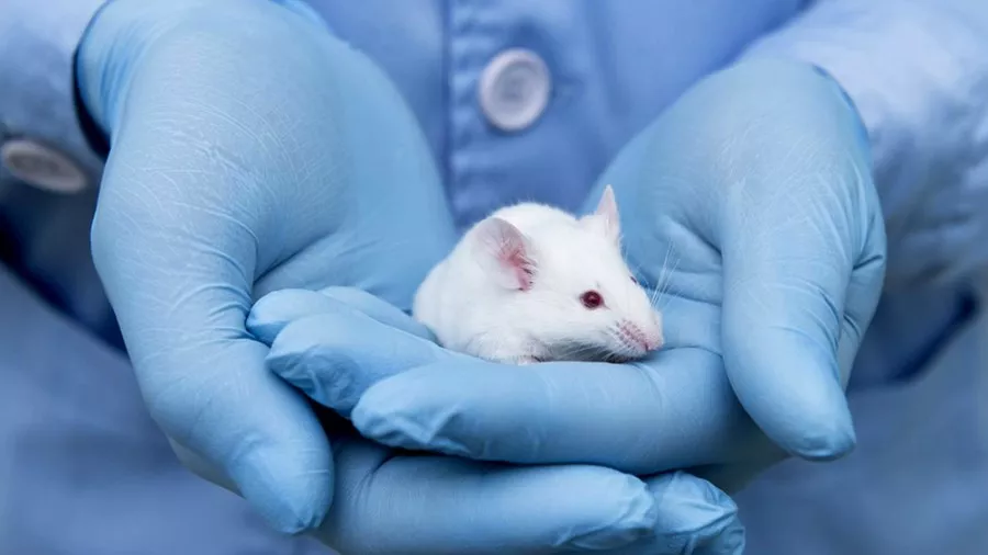 Ratones de laboratorio