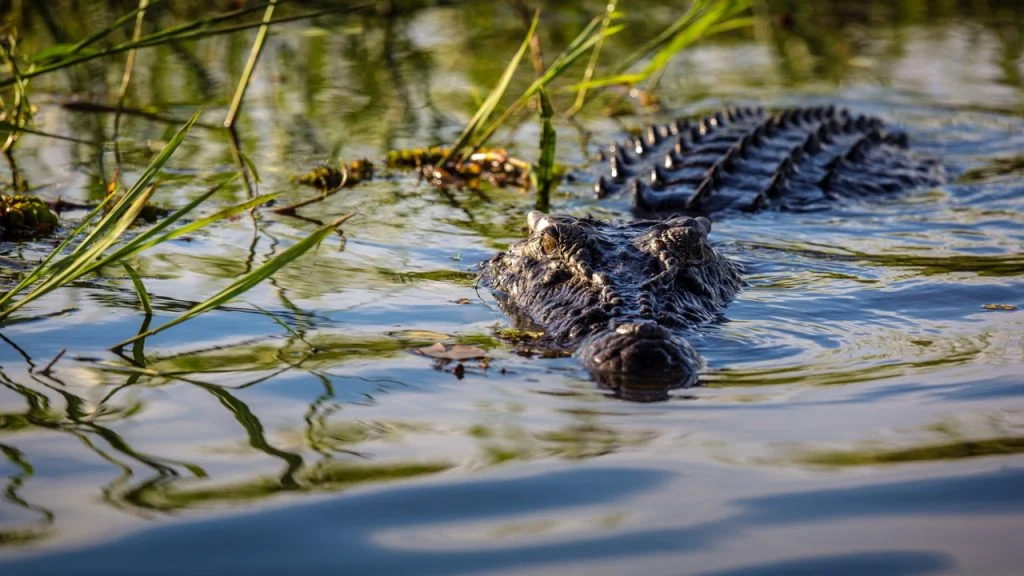 cocodrilo-1024x576