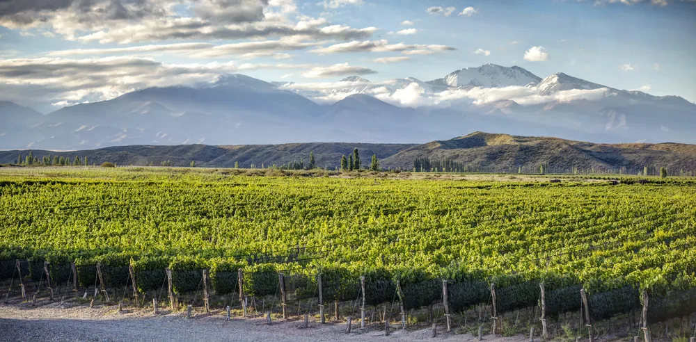 huentala-wines-gualtallary