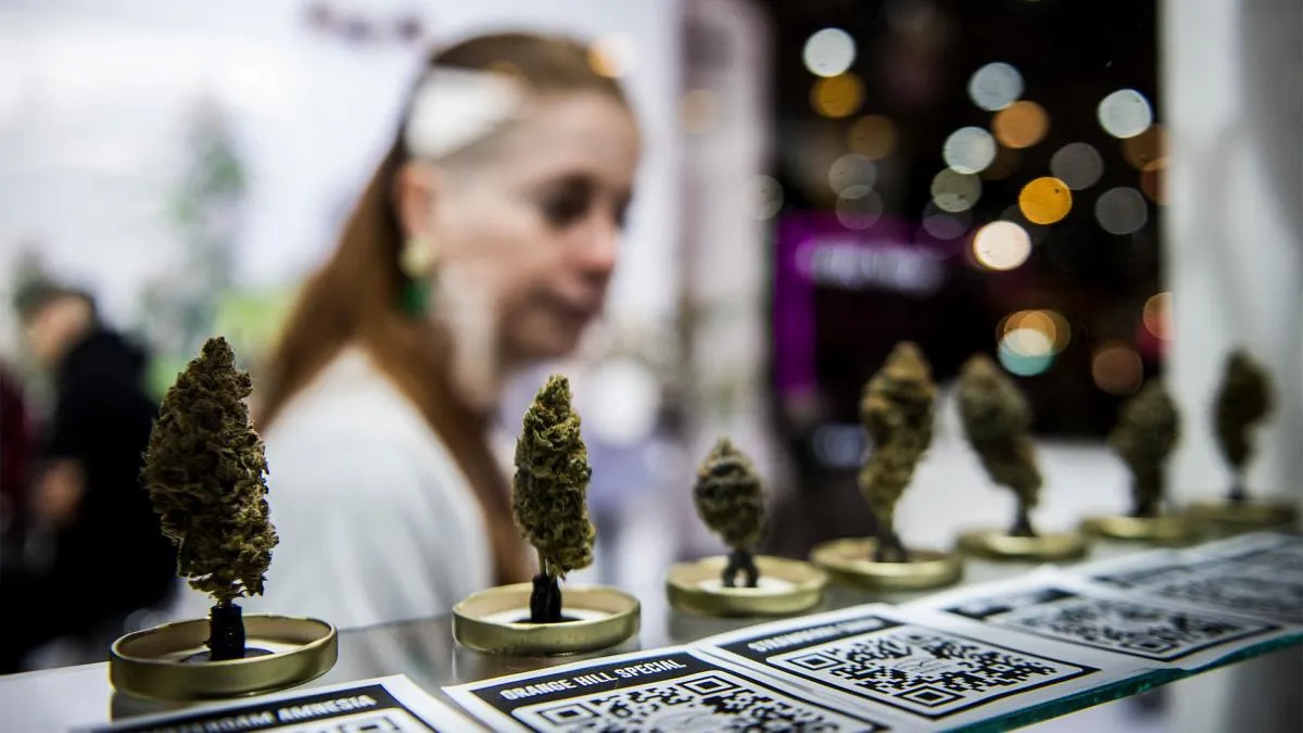 expo cannabis 1