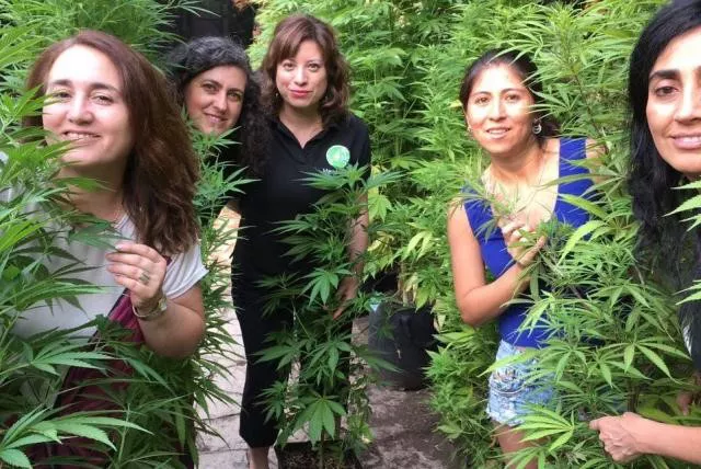 cannabis