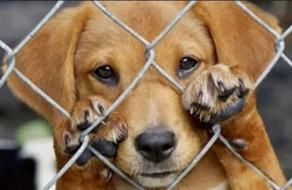 maltrato-animal
