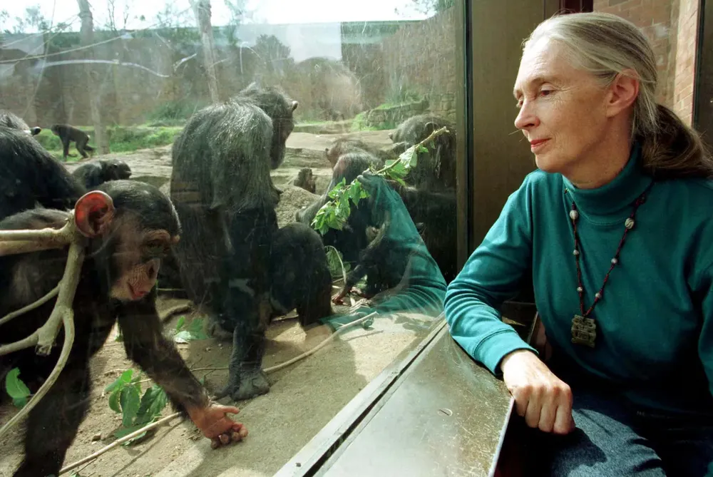 jane-goodall-dedico-su-vida-al-estudio-y-cuidado-de-los-chimpances-foto-australia-A34ZSJD3ZGMPUQRNCXOB4W6ZFU