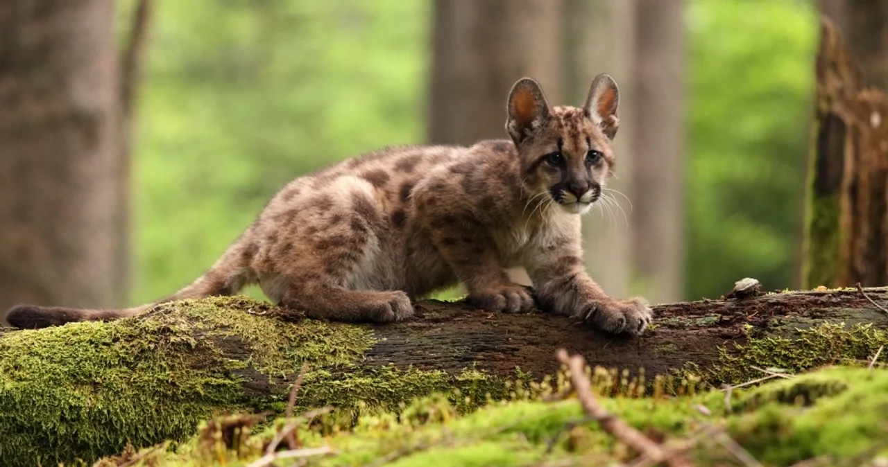 puma