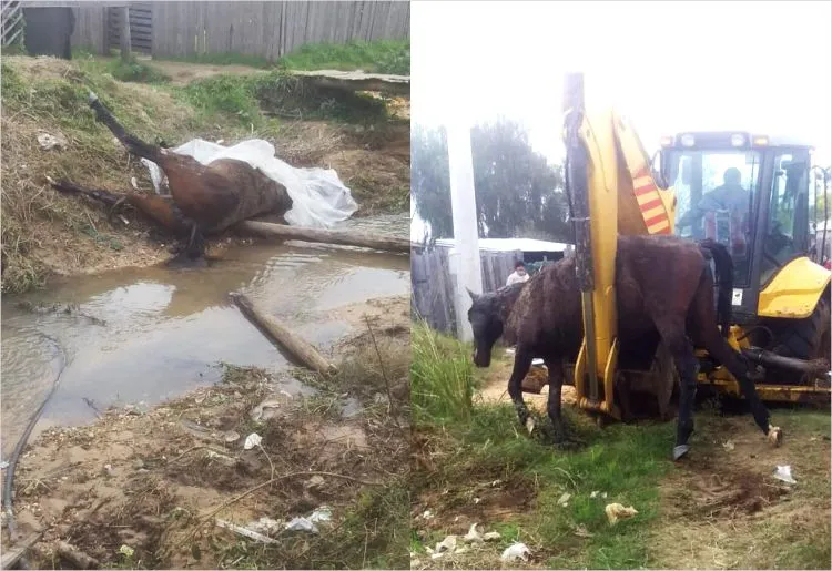 caballo - barrio lavarden