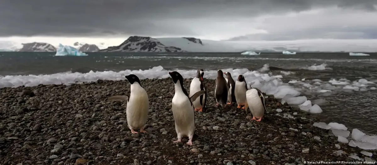 pagina 9 - pinguinos