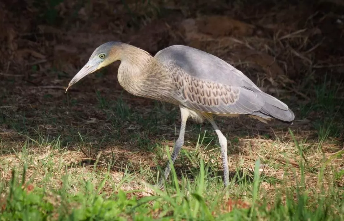 garza chiflona