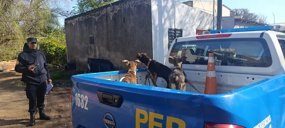 perros4