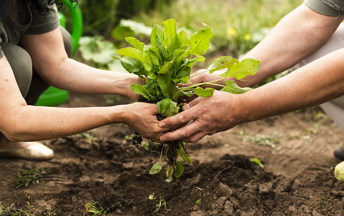 AGROECOLOGÍA (1)