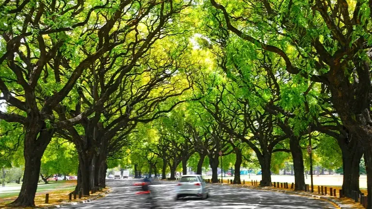 árbol