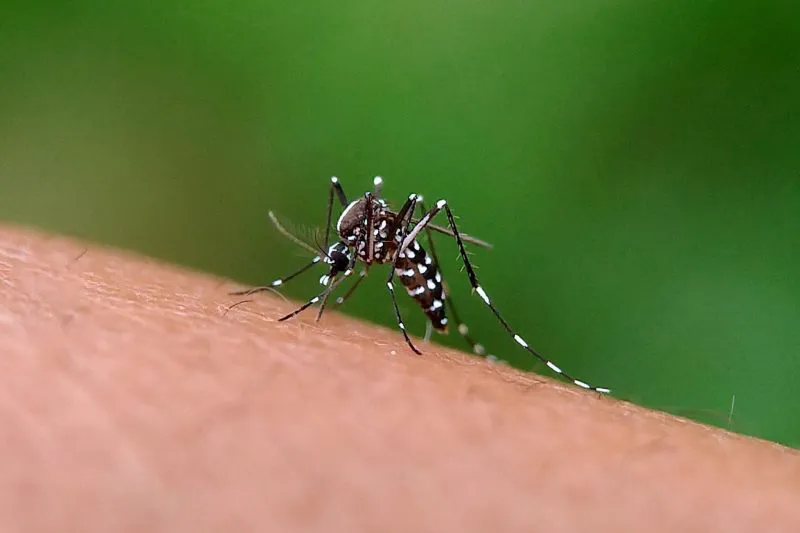 mosquito-800x533