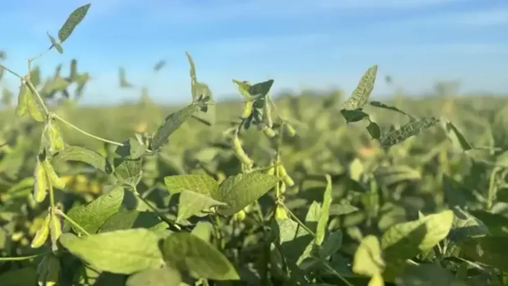 cultivo